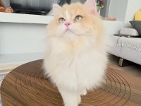 British Longhair Kedilerim