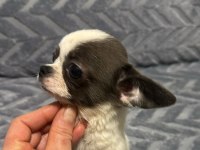 4 aylık erkek şecereli anne babadan chihuahua