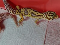 6 aylık mack snow leopard gecko