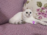 Saf kan full şecereli british shorthair kediler