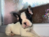 Safkan French Bulldog Güzellik