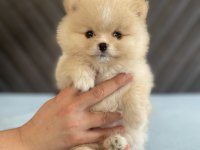 Orjinal ayı surat pomeranian boo