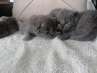 Scottish fold yavru Antalya