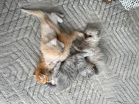 Yeni yuvasını sabırsızlık ile bekliyor kedilerimiz