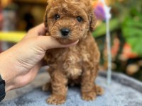 SAĞLIK VE IRK GARANTİLİ TOY POODLE