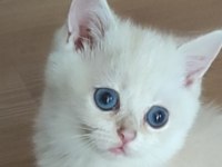 Safkan British Shorthair