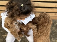 Toy poodle