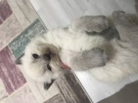 British Shorthair Blue Point