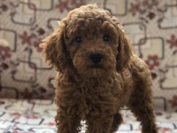 Toy poodle dişi yavru