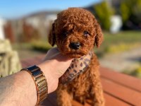 Max 2 Kg Olacak Poodle Bebekler