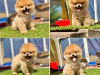 2.5 Aylık Pomeranian Boo Ayı Surat Sağlık Garantili