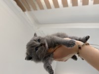BEBEK KEDİLERİMİZ YENİ YUVASINI ARIYOR