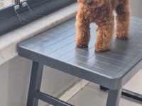 5 Aylik erkek toy poodle