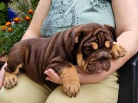 ÜST DÜZEY İNGİLİZ BULLDOG YAVRULAR