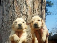Golden bebekler retriever