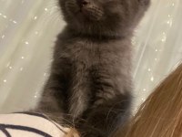 Sağlıklı British Longhair