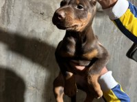 Doberman Köpekler