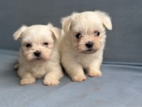 Maltese Köpeği Yavrularımız