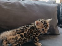 WCF Show Class Bengal bebekler