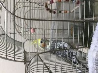 4.5 aylık erkek sultan papağanı