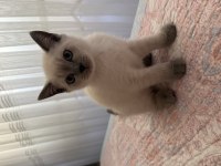 British Shorthair 60 Günlük Erkek