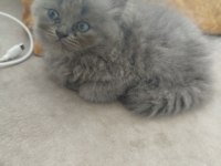 1.5 aylık british longhair