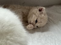 Yer Ankara yeni güzel yuva kedilere ev arıyoruz
