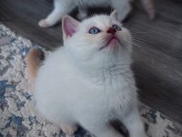 British Shorthair Blue Point