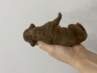 Anne altından özelToypoodle  yavrularımız 