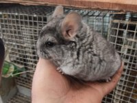 En yumuşak chinchilla dostunuz
