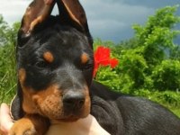 Irk garantili doberman yavrularımız
