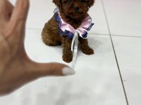 ORİJİNAL TOY POODLE