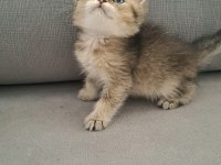 British shorthair erkek