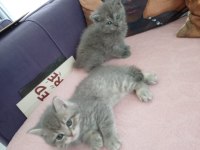 BRİTİSH SHORTHAİR YAVRUMUZ