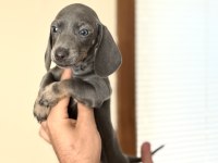 MİNİ BOY ÖZEL DACHSHUND BEBEĞİMİZ AŞILI GARANTİLİ