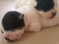 5 haftalık french bulldog yavrular