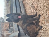 Sevgine zamanına emeğine değecek köpek arayanlara malinois