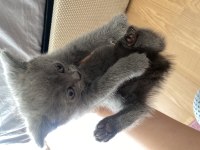 British shorthair yavrularımız yeni yuvasını arıyor