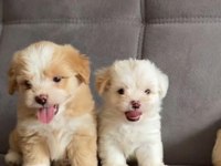 EVDEN UYGUNA MALTİPOO YAVRULARIM