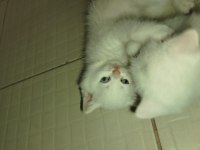 Pamuk british shorthair