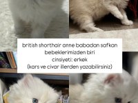 BRİTİSH ANNE BABADAN SAFKAN YAVRULAR