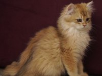 Golden British Longhair Ny12 Yavru