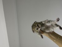 Uysal dişi scottish fold