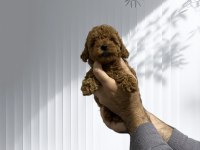 Toy poodle orjinal
