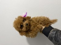 Baba Sıfır Numara Anne Sıfır Bir Numara Poodle