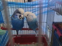 Show jumbo iki adet muhabbet kuşu