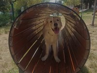 İnsan canlısı dişi golden retriever