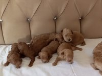Toy poodle bebekler