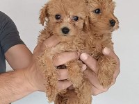 Poodle ayarı maltipoo yavrularımız