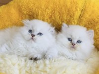 Maviş point British Longhair bebeklerim 